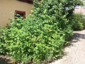 Vorher Bammental (3)